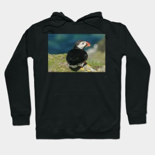 Watchful Puffin Hoodie